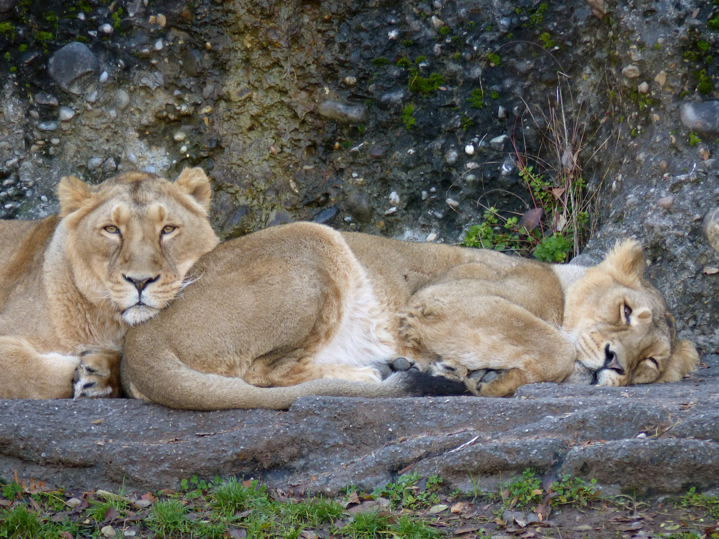 Lion Love 