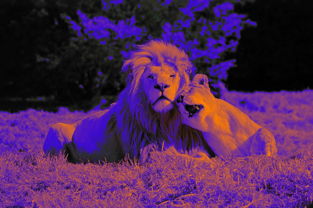 Lion Love  DigiArt