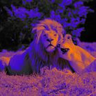 Lion Love  DigiArt