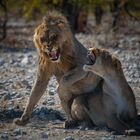 Lion Love2