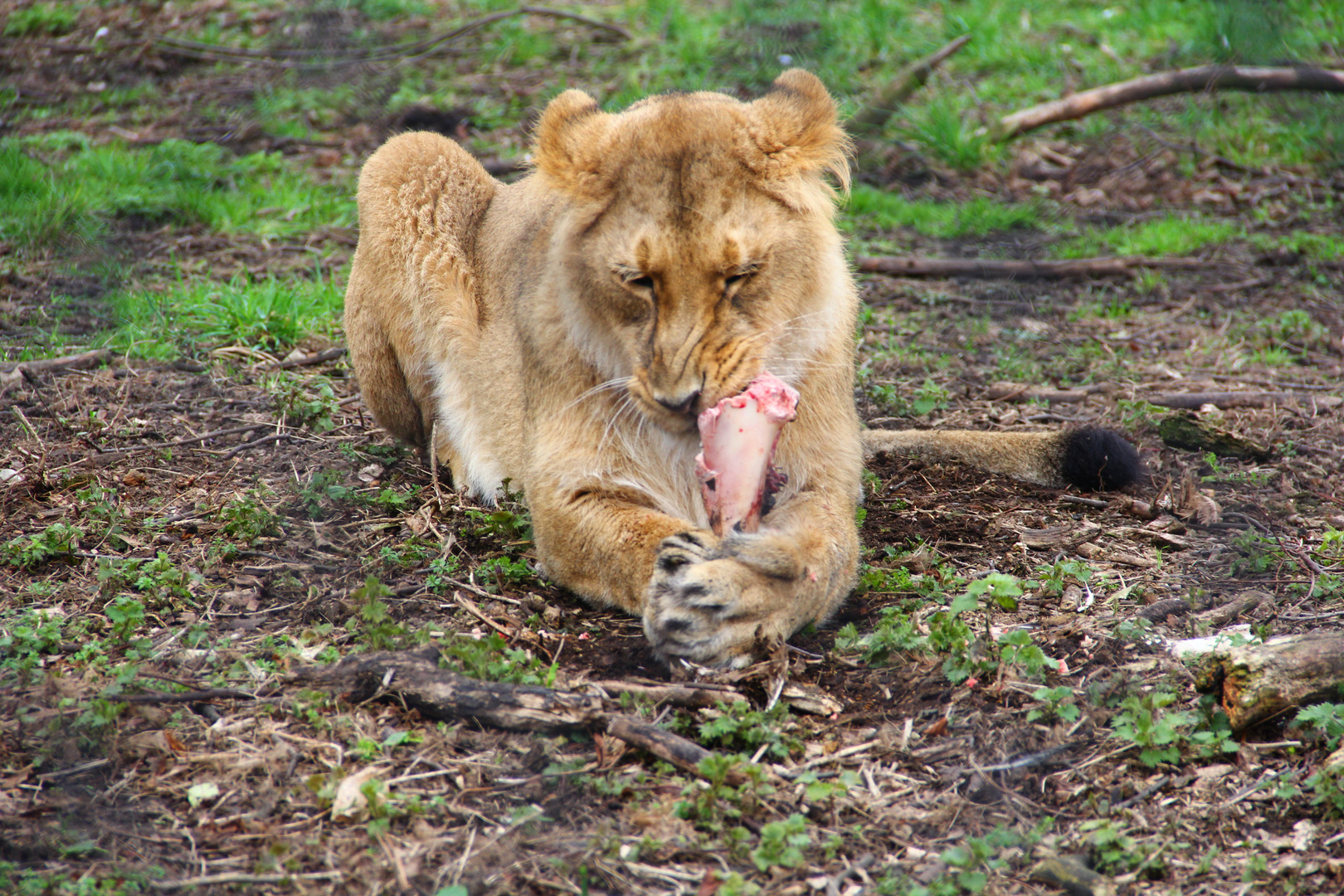 Lion Lunch