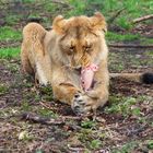 Lion Lunch