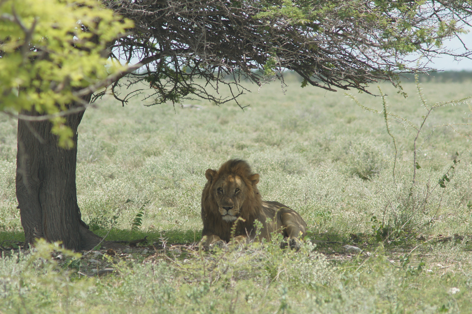 Lion makes relaxation