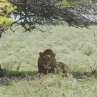 Lion makes relaxation