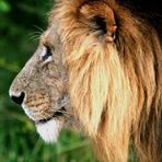 Lion (Male lion) - Masai Mara / Kenya - Profil !