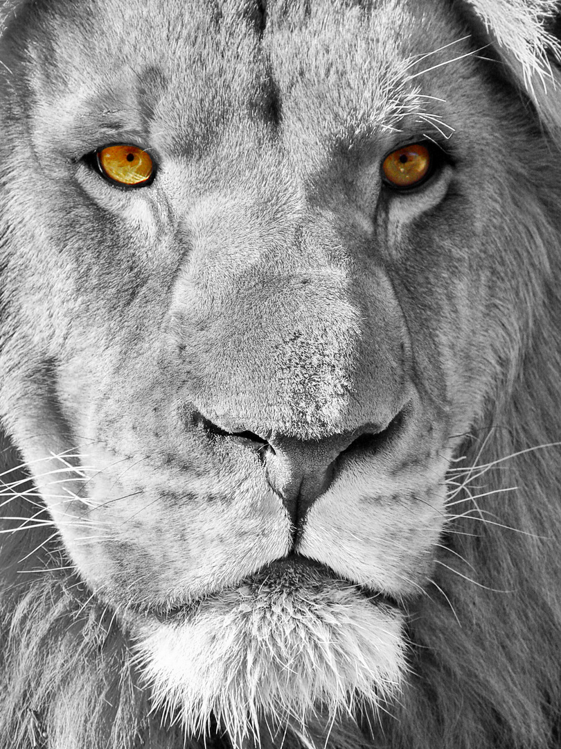 Lion Male Portrait 2528 ck