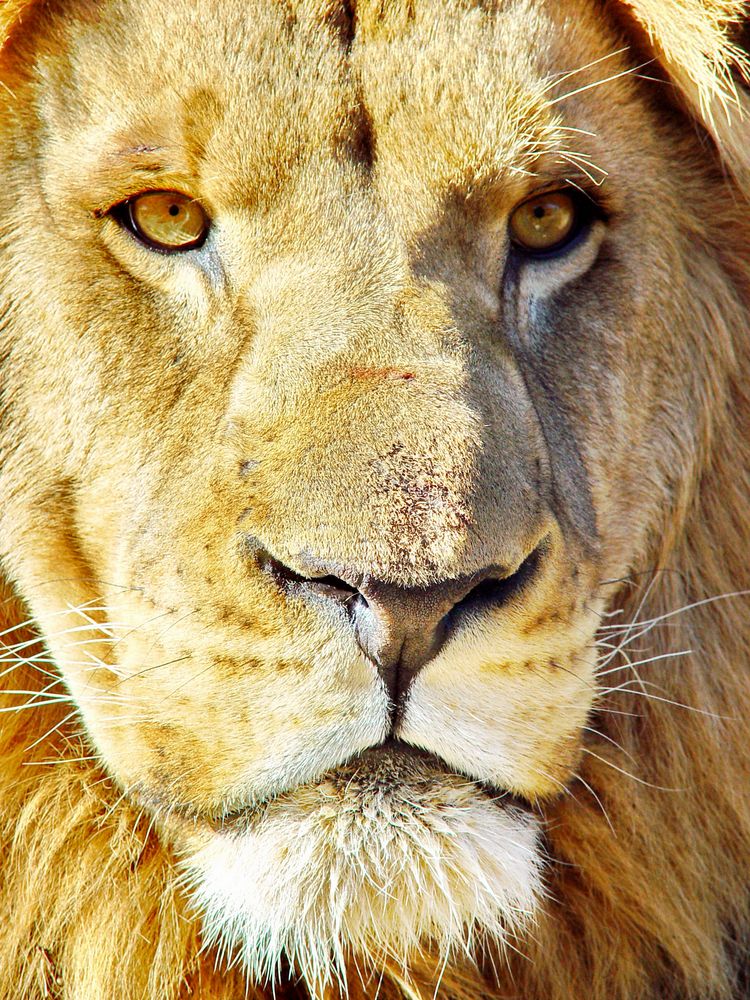 Lion Male Portrait 2528 color