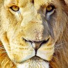 Lion Male Portrait 2528 color