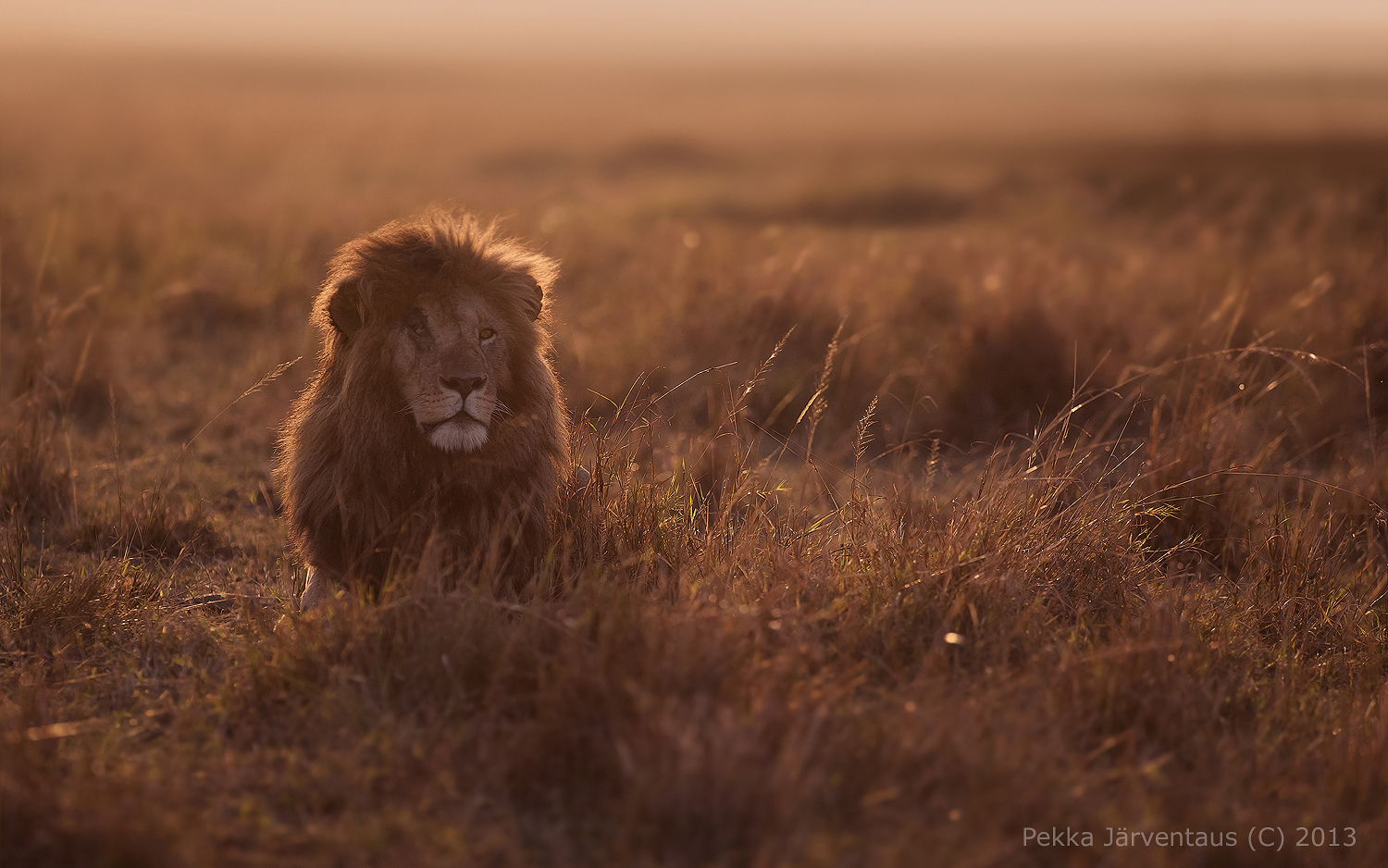 Lion, masai mara