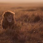 Lion, masai mara