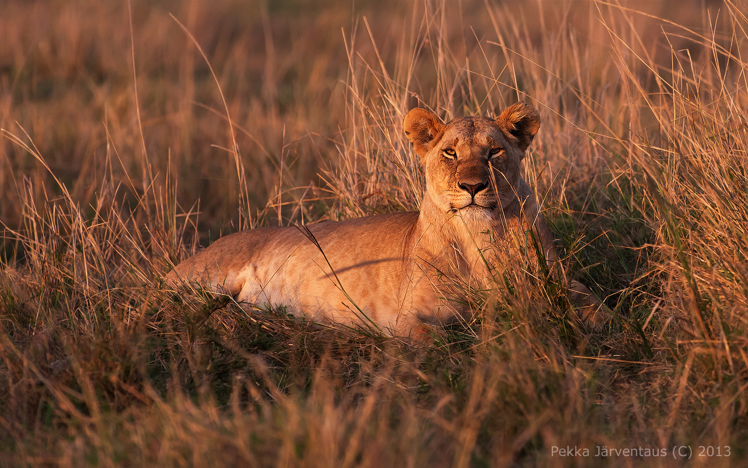 Lion, masai mara