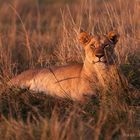 Lion, masai mara