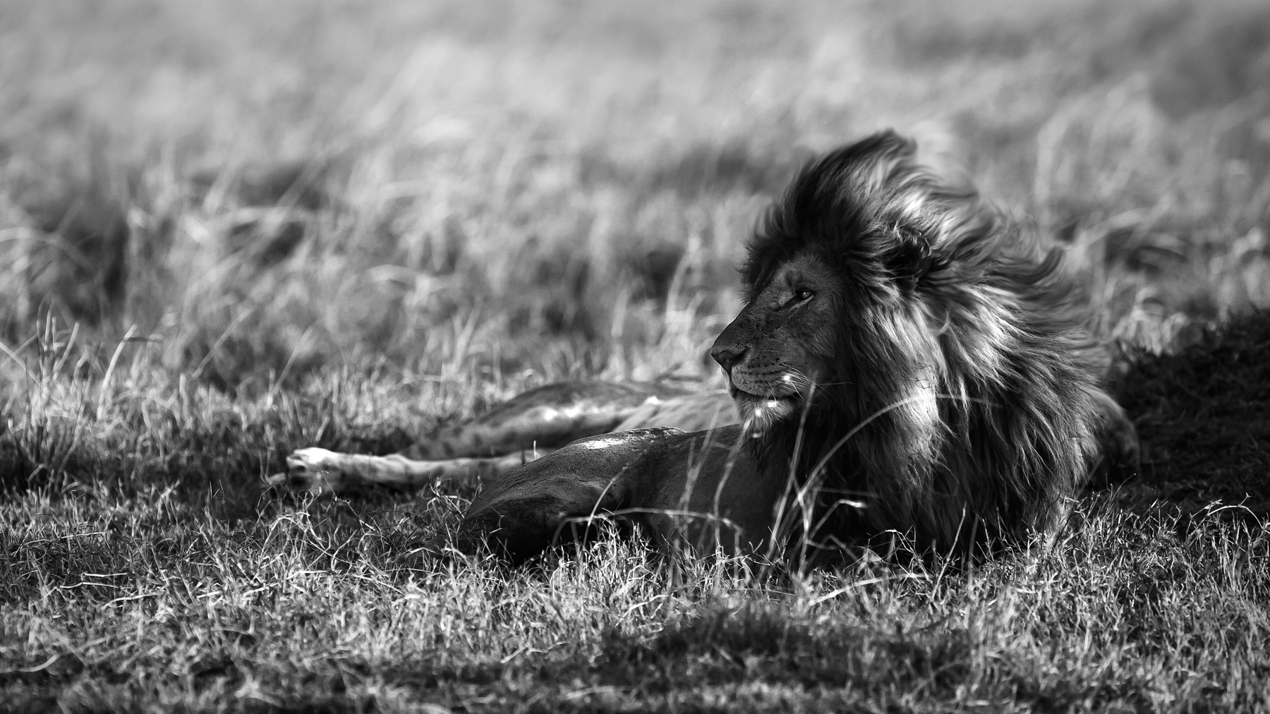 Lion, masai mara