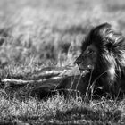 Lion, masai mara