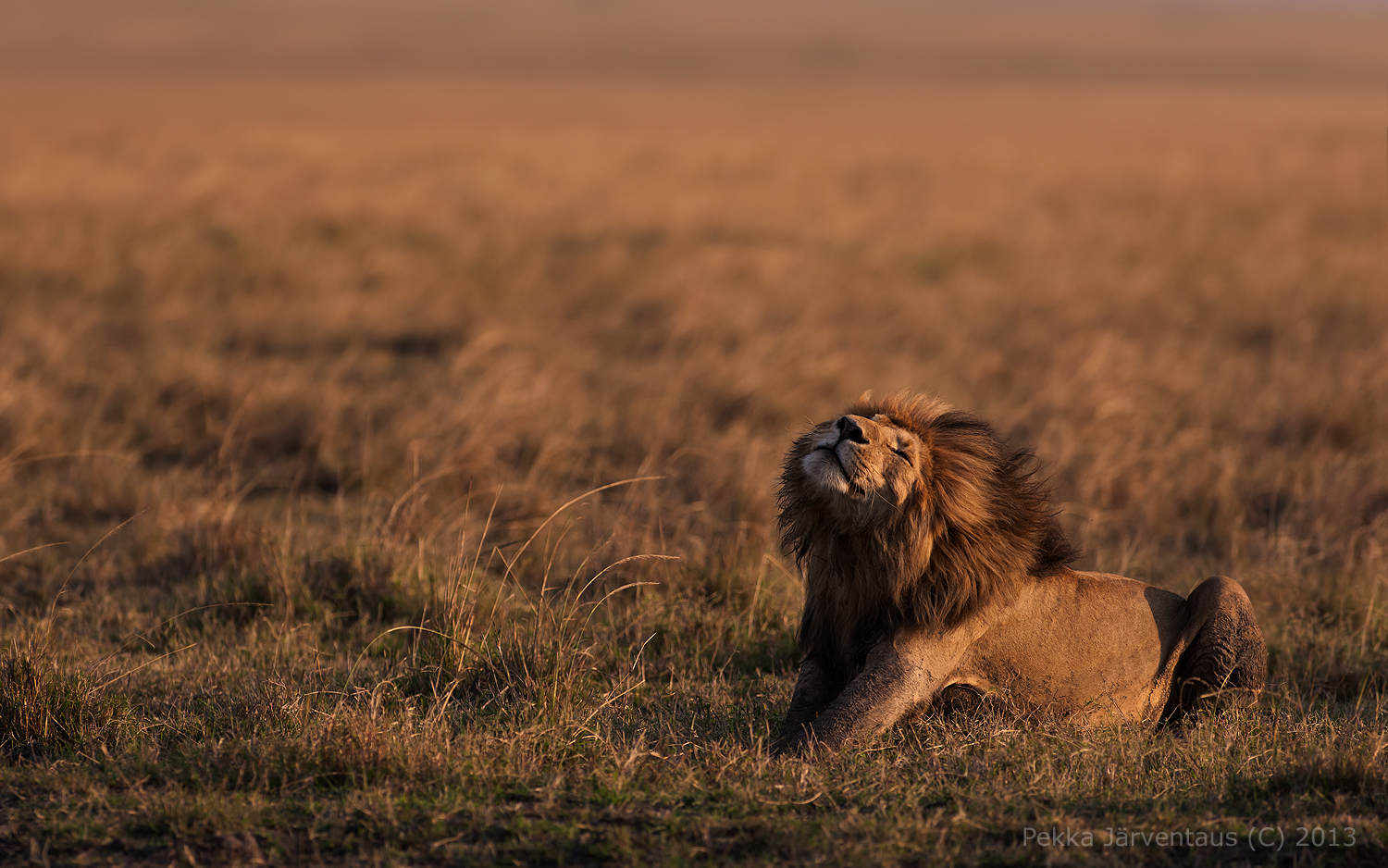 Lion, masai mara