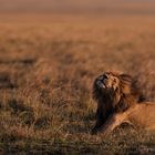 Lion, masai mara