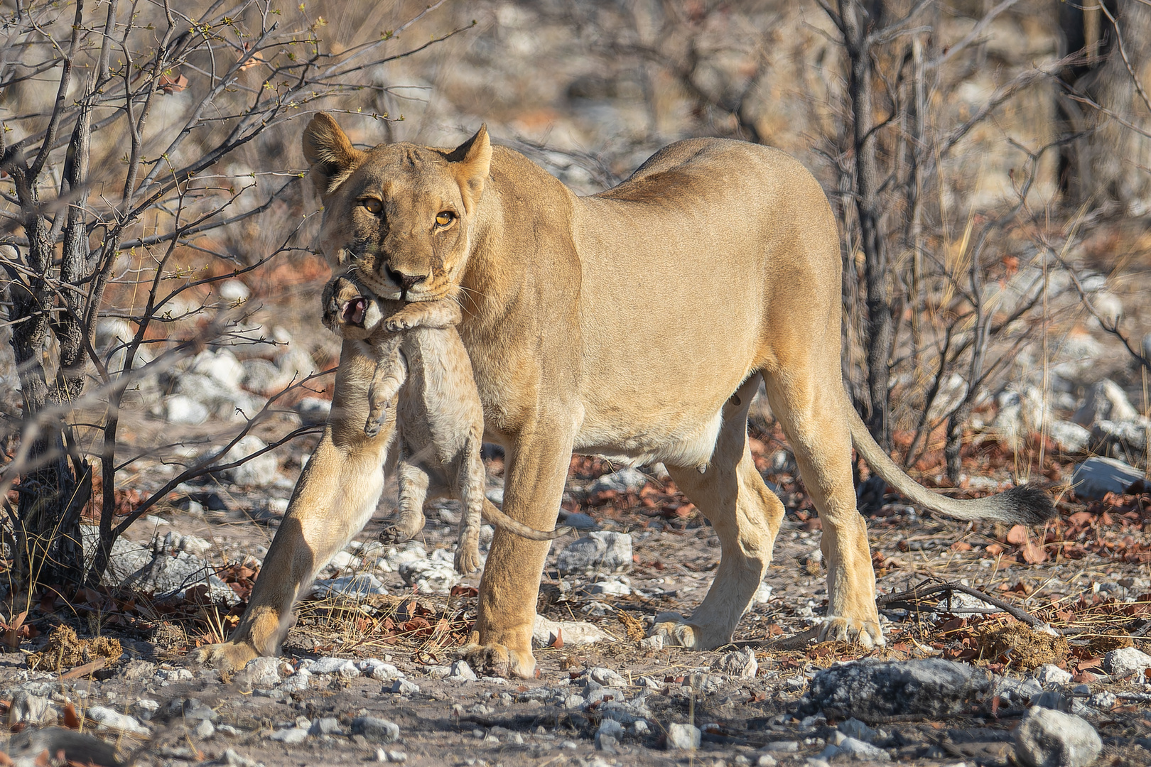 Lion Mom