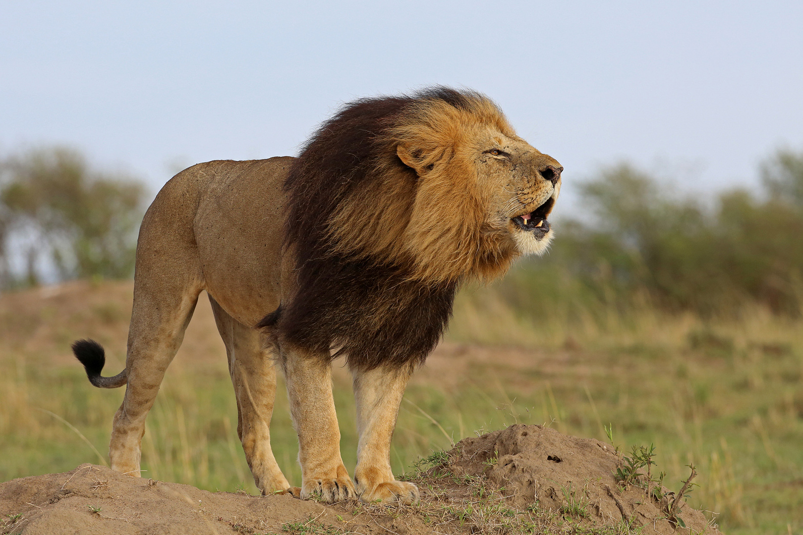 Lion on hill