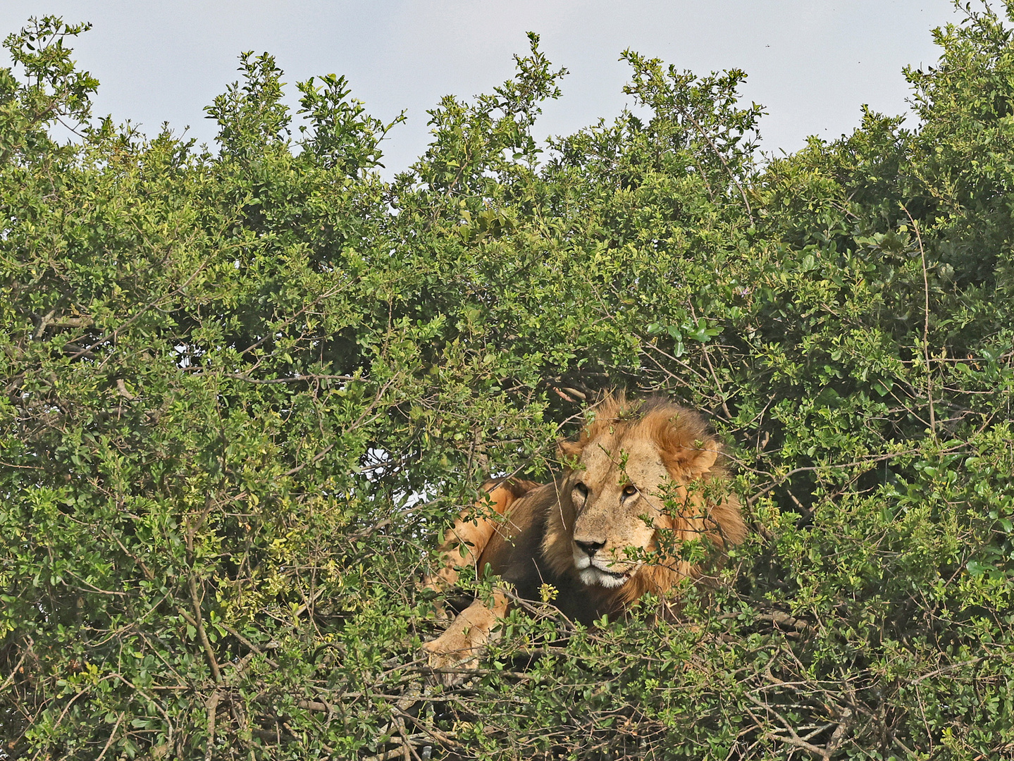 Lion on the bush