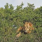 Lion on the bush