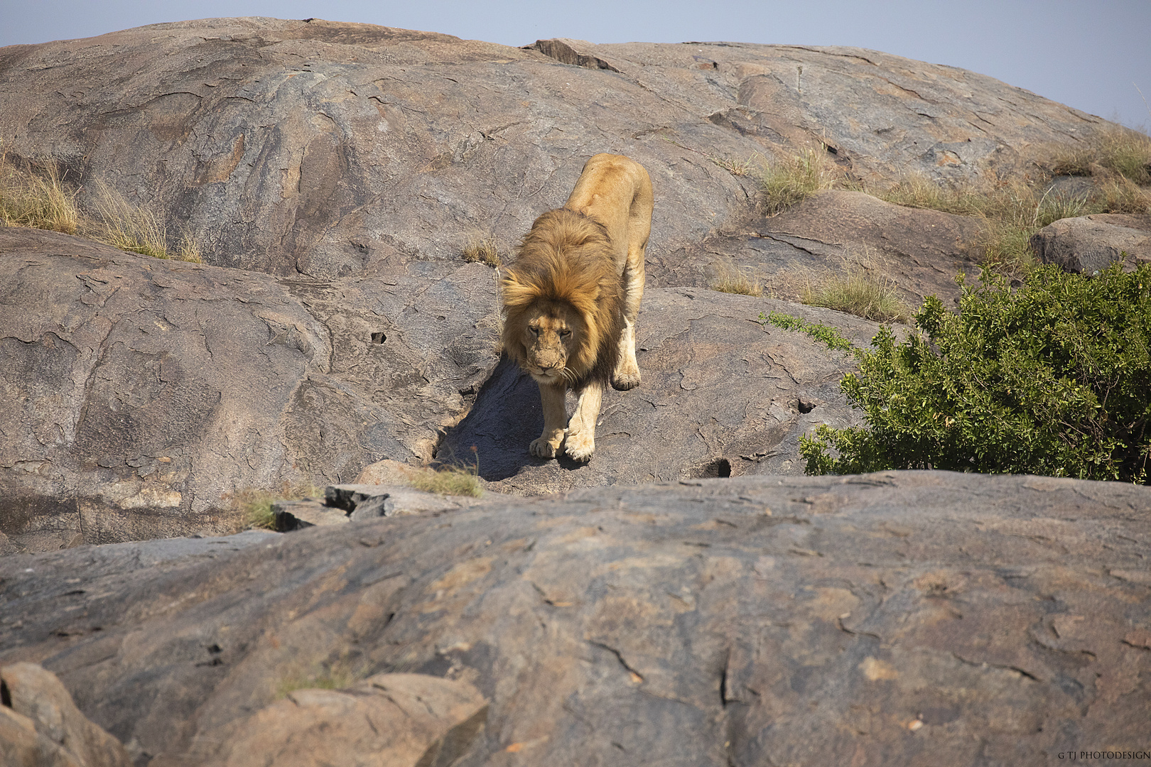 LION ON THE ROCK 2