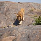 LION ON THE ROCK 2