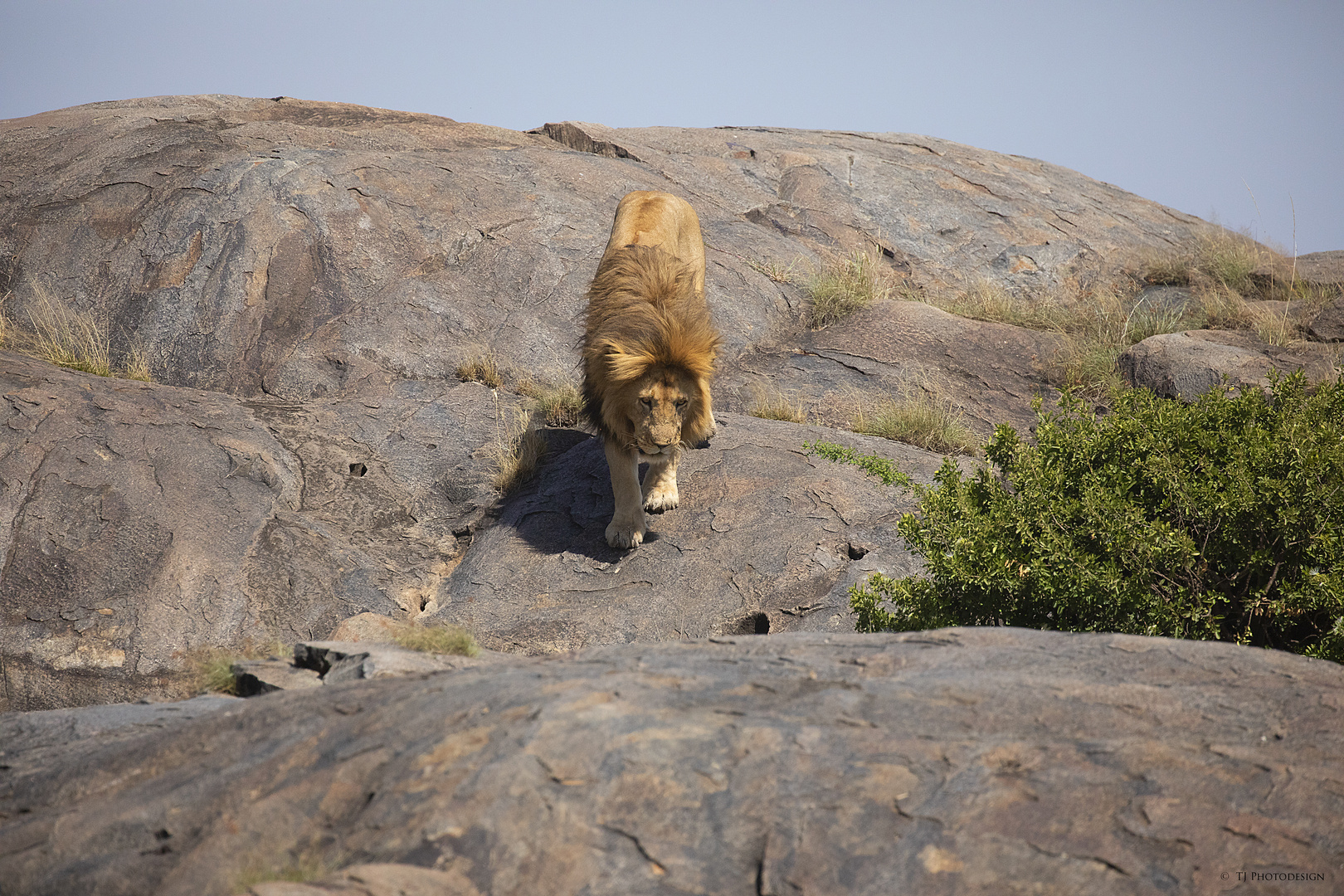 Lion on the Rock