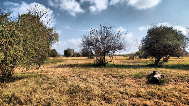 Lion Park Game Drive