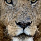 Lion Portrait