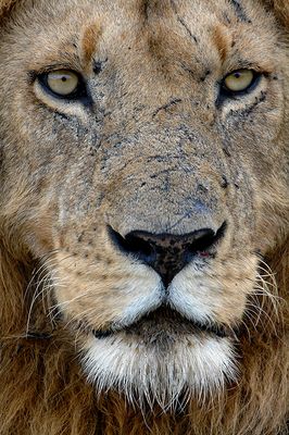 Lion Portrait