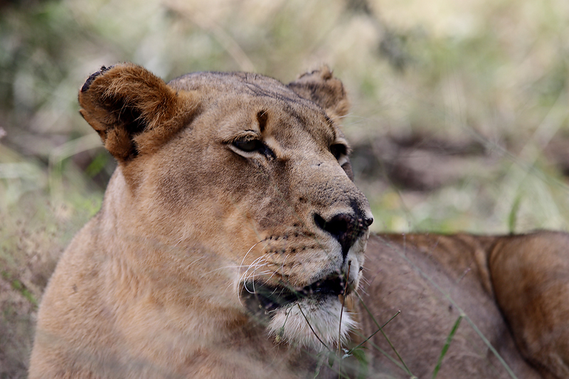 Lion-Portrait