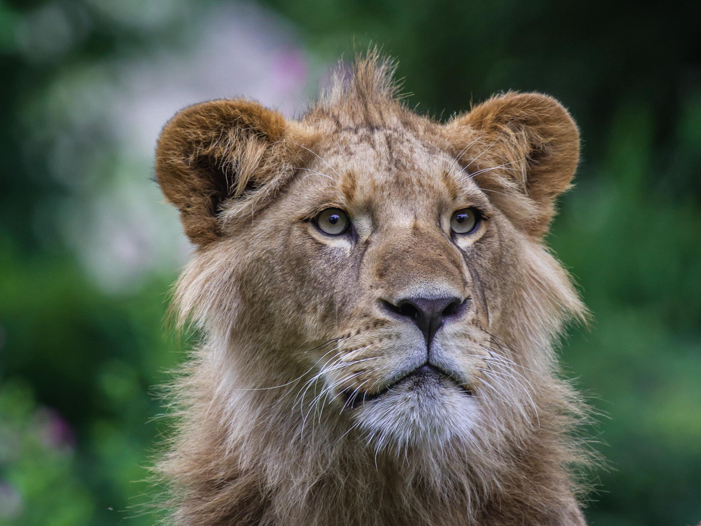 Lion Portrait