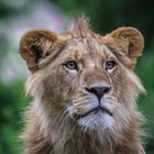 Lion Portrait