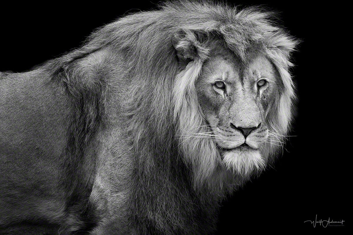 lion portrait