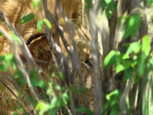 Lion prêt à l'attaque