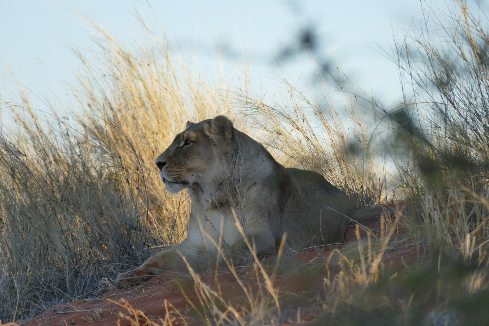 Lion Queen