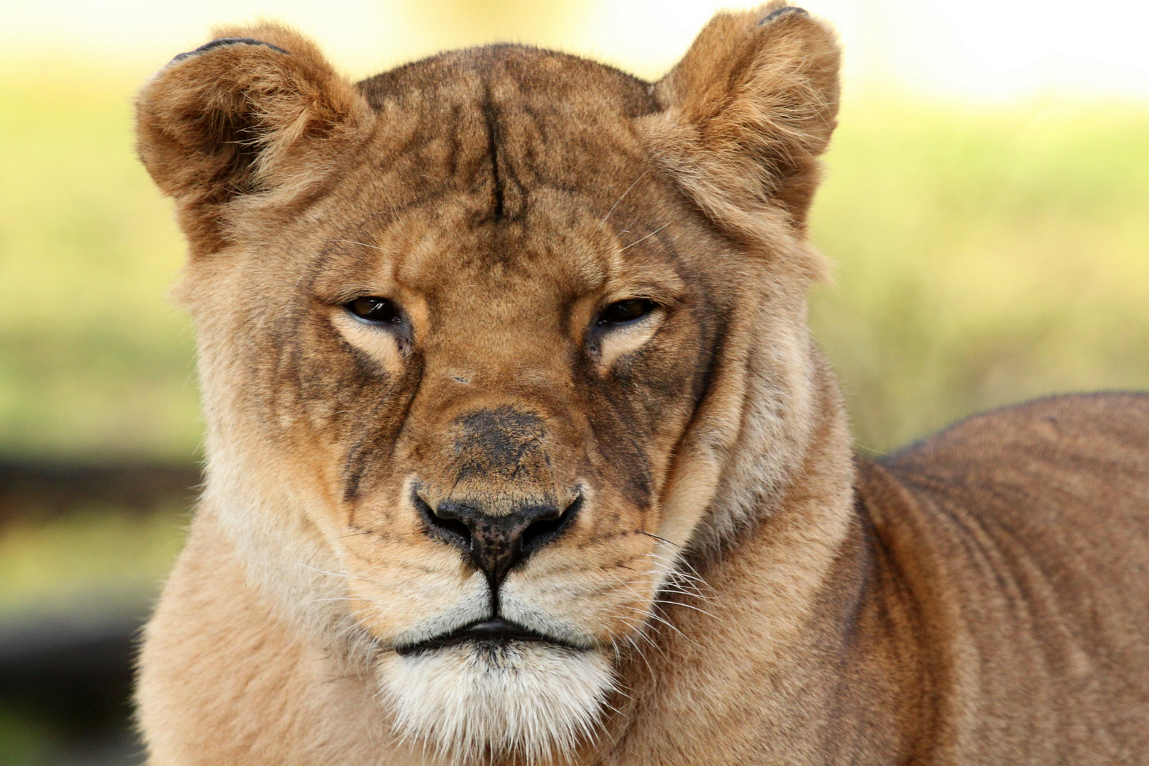 Lion Queen Foto & Bild tiere, zoo, wildpark & falknerei, säugetiere