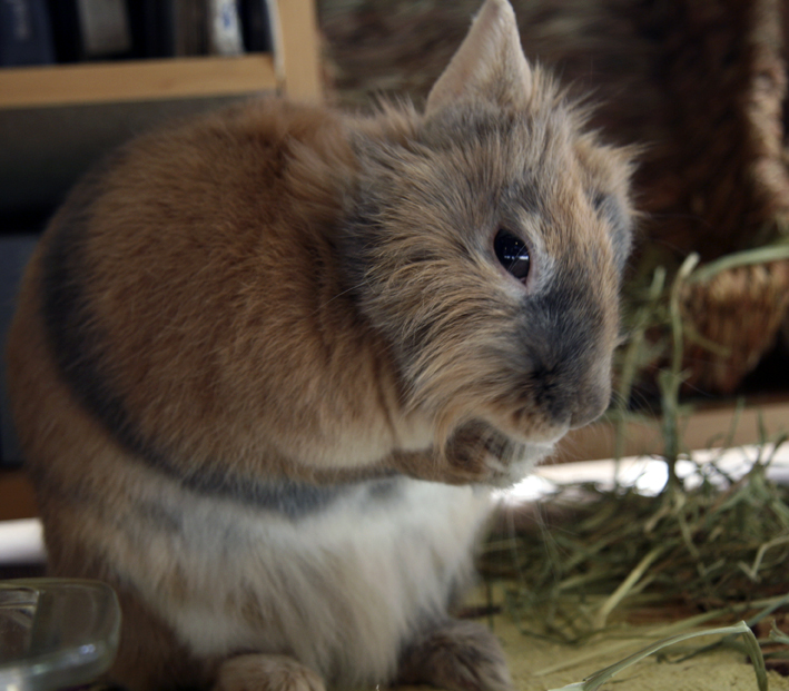 Lion Rabbit Foo