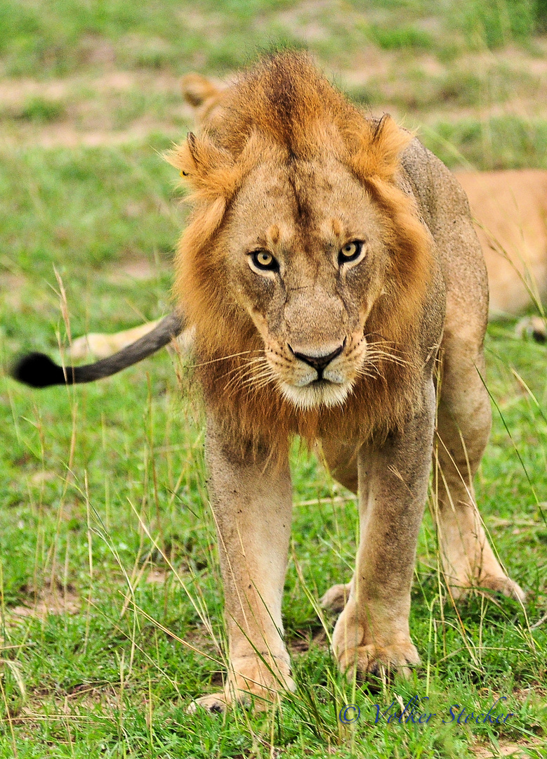 Lion - ready to defend his kids