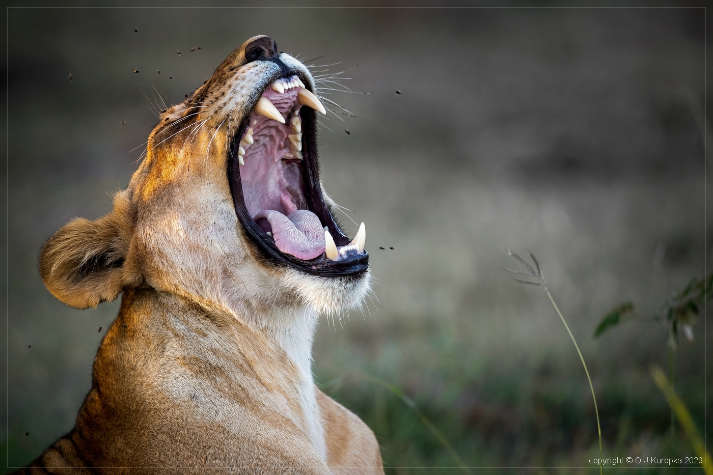 LION ROAR