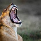 LION ROAR