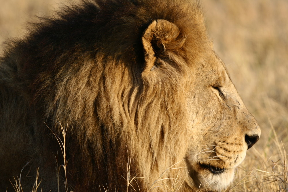 Lion, Savuti National Park, Botswana