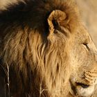 Lion, Savuti National Park, Botswana