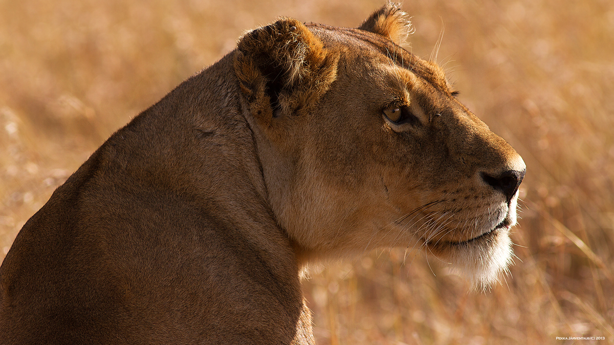 Lion, serengeti