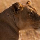 Lion, serengeti