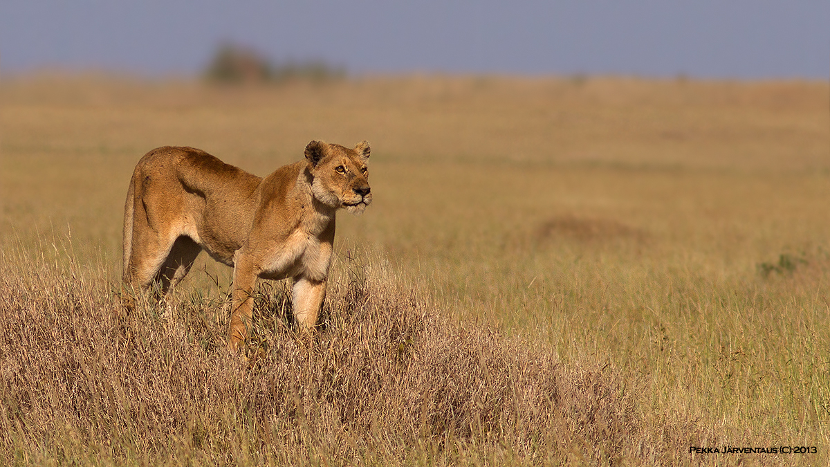 Lion, serengeti