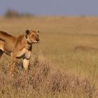 Lion, serengeti