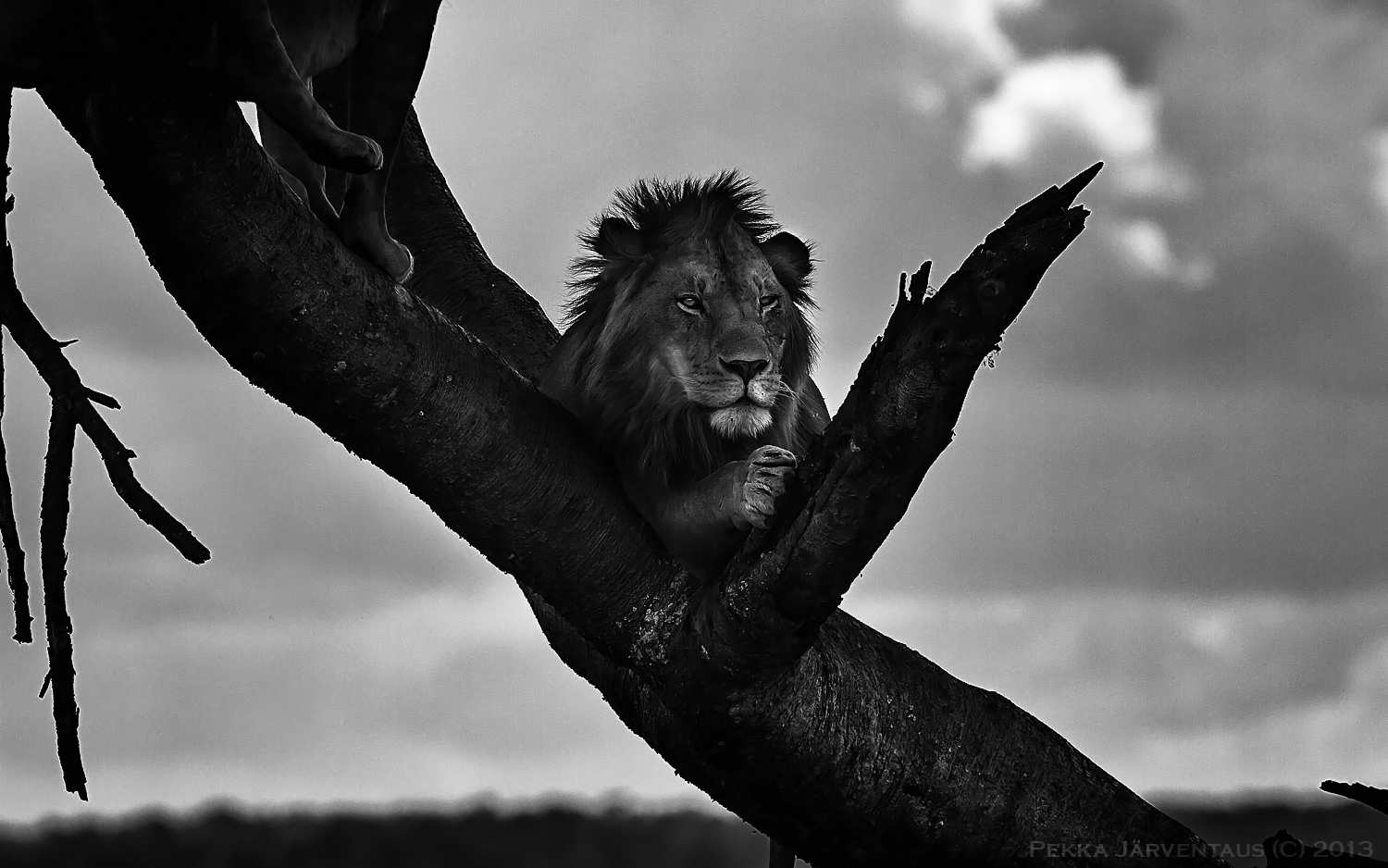 Lion, serengeti