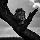 Lion, serengeti