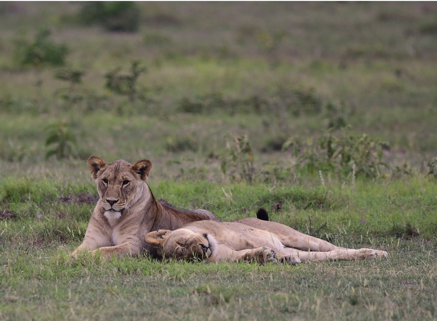 LION SISTERS